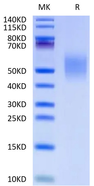 Recombinant Human CD44 Protein (RPCB0598)