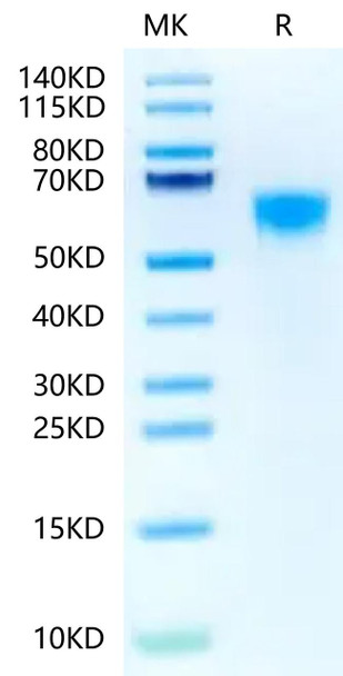 Biotinylated Recombinant Human IL-3RA/CD123 Protein (RPCB0601)