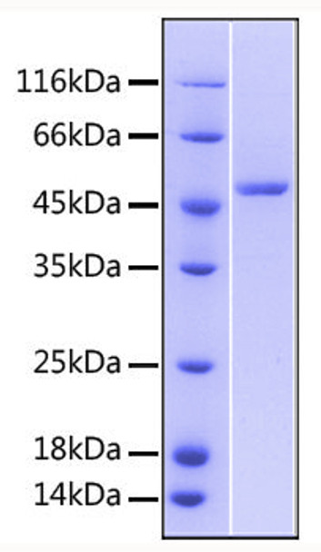 Recombinant Human TNFRSF25/DR3 Protein (RPCB0604)