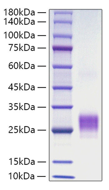 Recombinant Human TNFSF4/OX40 ligand/CD252 Protein (RPCB0605)