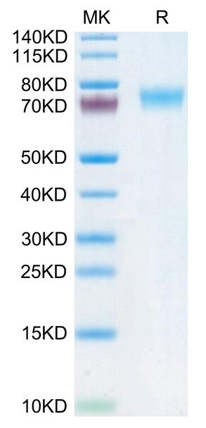 Recombinant Human Fc-epsilon RI-alpha/FCER1A Protein (RPCB0616)
