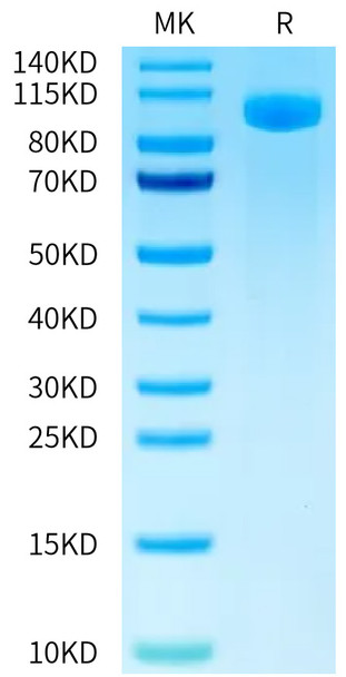 FITC-Labeled Recombinant Human B7-H3 (4Ig)/B7-H3b/CD276 Protein (RPCB0625)