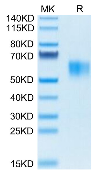 Biotinylated Recombinant Human Fc gamma RI/FCGR1/CD64 Protein (RPCB0633)