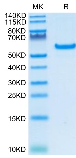 Recombinant Human TNFRSF5/CD40 Protein (RPCB0638)