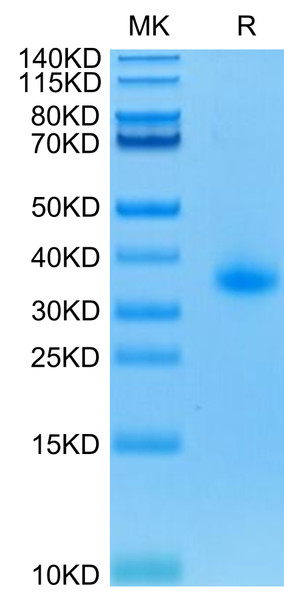 Recombinant Human TNFRSF5/CD40 Protein (RPCB0639)