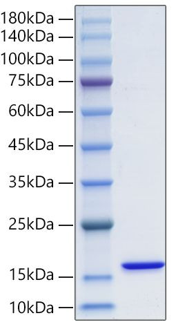 Recombinant Human FABP3/H-FABP Protein (RPCB0642)