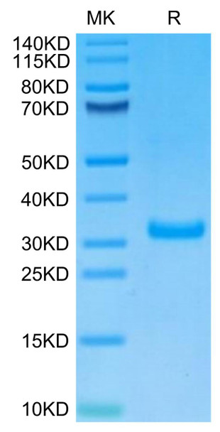 Biotinylated Recombinant Human CD8 alpha Protein (RPCB0644)