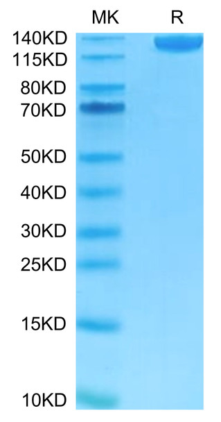 FITC-Labeled Recombinant Human Siglec-2/CD22 Protein (RPCB0654)