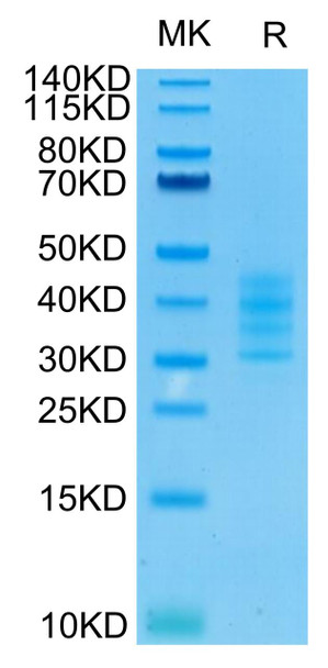 Recombinant HumanTNFRSF17/BCMA/CD269 Trimer Protein (RPCB0667)
