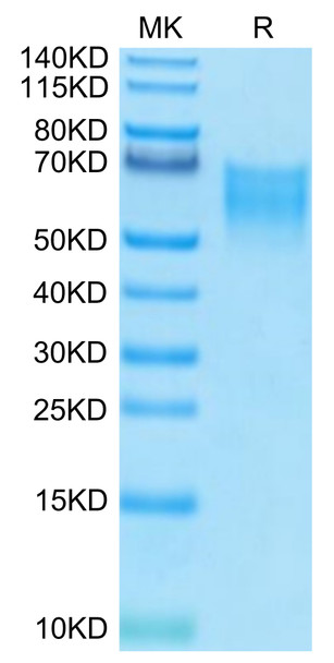 Biotinylated Recombinant Human B7-2/CD86 Protein (RPCB0674)