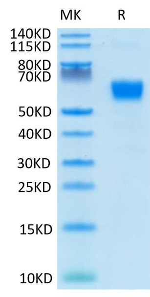 Recombinant Human/Cynomolgus/Rhesus macaque CD28 Protein (RPCB0677)