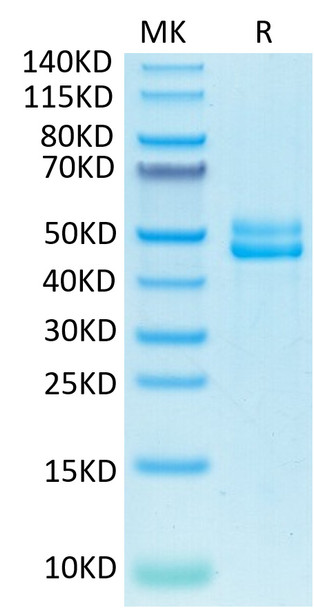 Biotinylated Recombinant Human CD3E&CD3G Protein (RPCB0679)