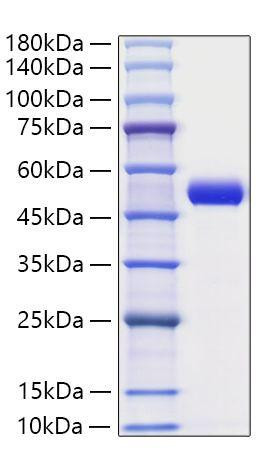 Recombinant Human Serpin E1/PAI-1 Protein (RPCB0680)
