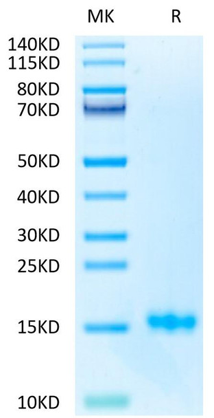 Biotinylated Recombinant Human CD3 epsilon Protein (RPCB0683)