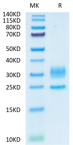 Recombinant Human CD3E&CD3D Protein (RPCB0693)