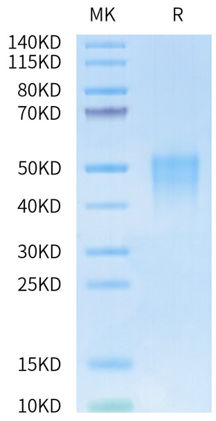 Biotinylated Recombinant Human/Cynomolgus/Rhesus macaque CD28 Protein (RPCB0710)