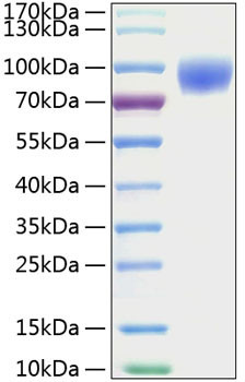 Recombinant Mouse ICAM-1/CD54 Protein (RPCB0760)