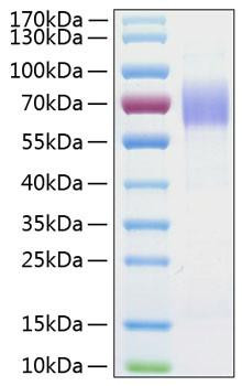 Recombinant Human MSR1/CD204 Protein (RPCB0766)
