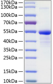 Recombinant Human 12E7/MIC2 /CD99 Protein (RPCB0787)
