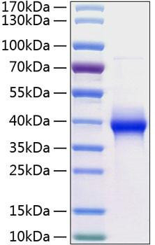 Recombinant Human LILRB4/ILT-3/CD85k Protein (RPCB0794)