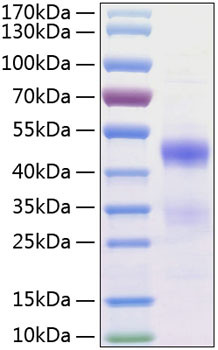 Recombinant Human NovH/CCN3(N97K) Protein (RPCB0795)