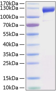 Recombinant Human VEGFR-1/FLT-1 Protein (RPCB0799)