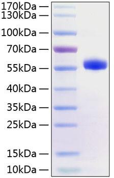 Recombinant Human TNFRSF5/CD40 Protein (RPCB0821)