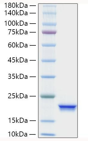 Recombinant Human IFN-alpha 4 Protein (RPCB0833)