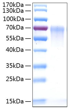 Recombinant Human DAF/CD55 Protein (RPCB0840)