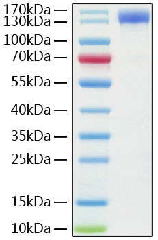 Recombinant Human ACE-2 Protein (RPCB0856)