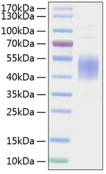 Recombinant Mouse B7-1/CD80 Protein (RPCB0863)