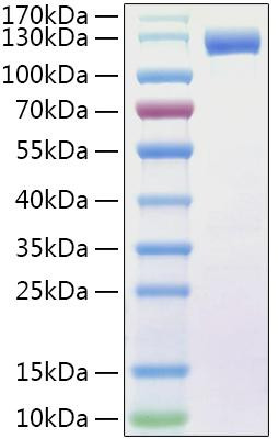 Recombinant Human FLT-3/FLK-2/CD135 Protein (RPCB0878)