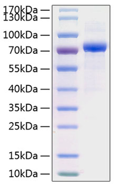 Recombinant Human Serpin D1/Heparin cofactor 2 Protein (RPCB0892)