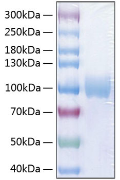 Recombinant Human PVR/CD155 Protein (RPCB0935)