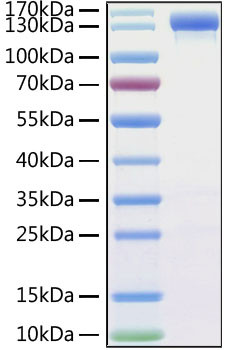 Recombinant MERS-CoV Spike S1 Protein (RPCB0937)