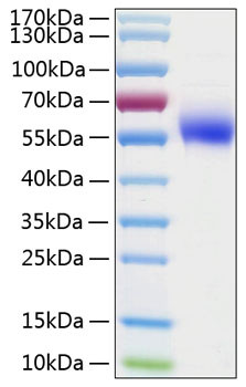 Recombinant Human IL-1R2/CD121b Protein (RPCB0941)