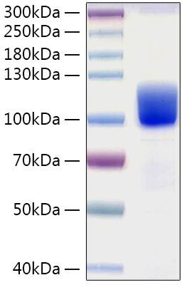 Recombinant Human Tyrosine-protein kinase receptor UFO/Axl Protein (RPCB0942)