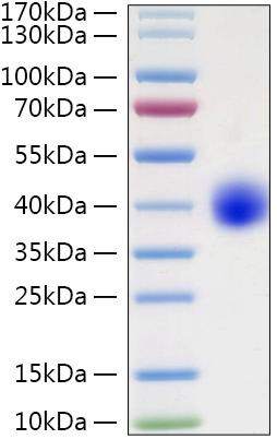 Recombinant Human LILRA5/ILT-11/CD85f Protein (RPCB0943)