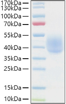 Recombinant Human NKAT-1/KIR2DL1/CD158a Protein (RPCB0951)