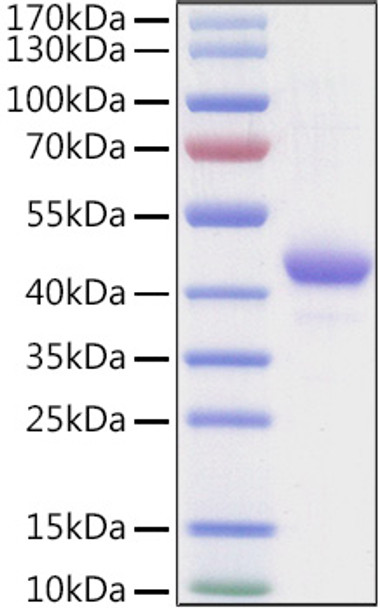 Recombinant Human Apolipoprotein A-II/APOA2 Protein (RPCB0952)