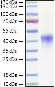 Recombinant Human TNFRSF4/OX40/CD134 Protein (RPCB0975)