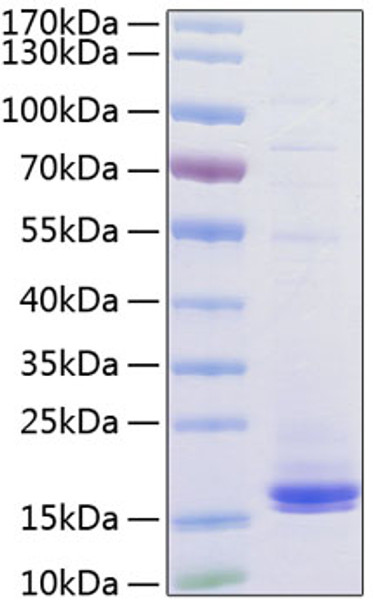 Recombinant Human CD3 epsilon Protein (RPCB0998)
