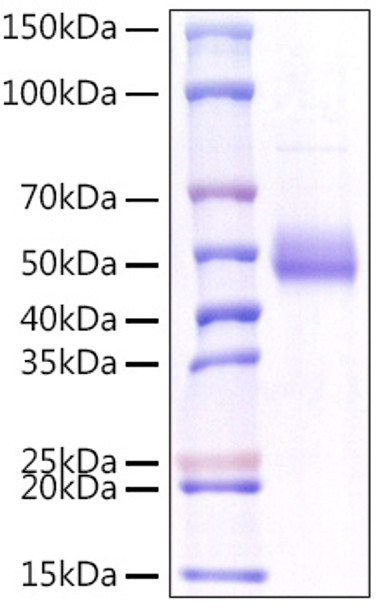 Recombinant Human TNFSF18/GITR Ligand Protein (RPCB1004)