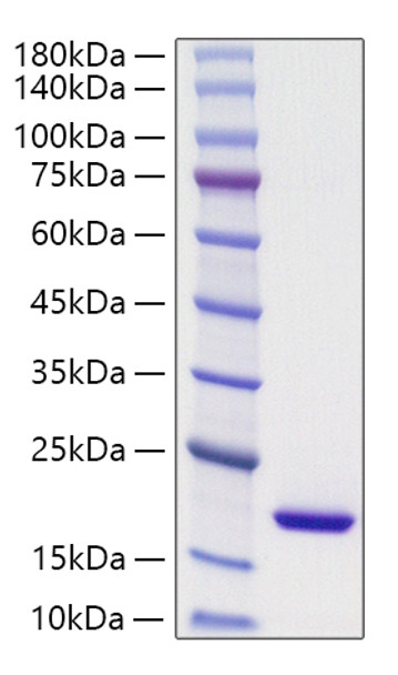 Recombinant Mouse PPIase A/PPIA Protein (RPCB1016)