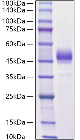 Recombinant Mouse ALK-4/ACVR1B Protein (RPCB1100)