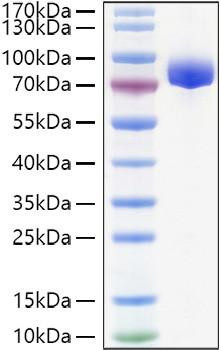 Recombinant Human APLP-1 Protein (RPCB1113)