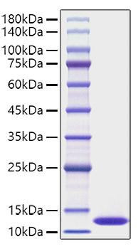 Recombinant Human CXCL1/GRO-alpha Protein (RPCB1144)