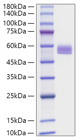 Recombinant Mouse Serpin F1/PEDF Protein (RPCB1166)