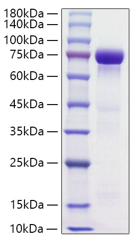 Recombinant Human HRG/HPRG Protein (RPCB1188)