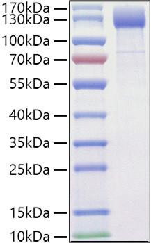 Recombinant Mouse VEGFR-2/KDR/CD309 Protein (RPCB1219)